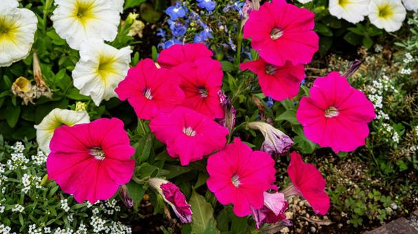 赤いペチュニアの花 赤いペチュニアの花の写真