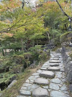 秋の風景  西の丸庭園,紅葉渓庭園,もみじの写真素材