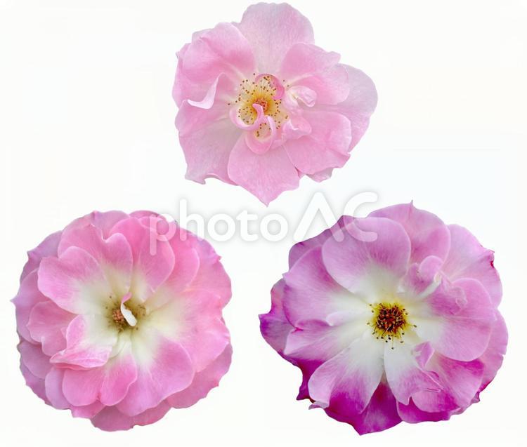 ふわふわ花びらが優しいピンクのバラ切抜き バラ,ロマンチック,切抜きの写真素材