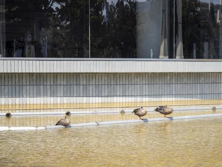 水辺のパイプに並ぶカモ カモ,鴨,水鳥の写真素材