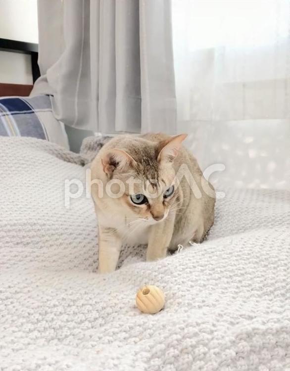 おもちゃで遊ぶ猫のシンガプーラ シンガプーラ,猫,ネコの写真素材
