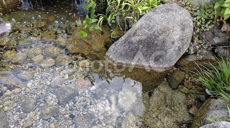 小さな白いメダカ2 メダカ,めだか,魚の写真素材