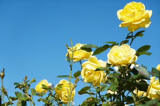 青空に映える薔薇 秋,薔薇,花の写真素材