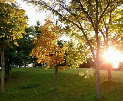 紅葉と木漏れ日 秋,枯れ葉,紅葉の写真素材