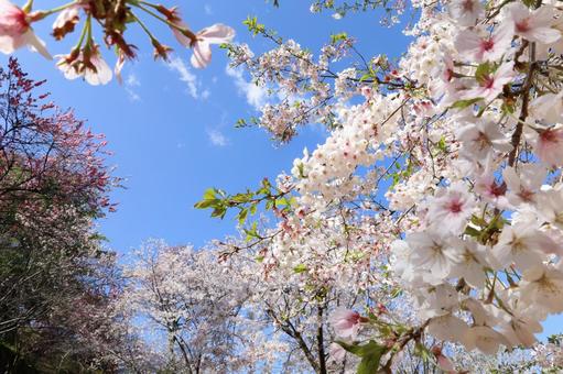 桜青空 桜青空の写真