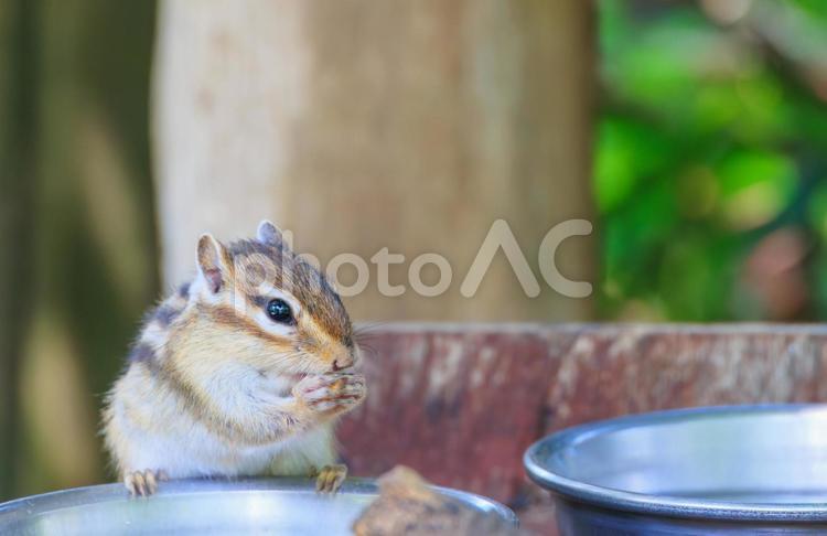餌を食べるシマリス シマリス,リス,りすの写真素材