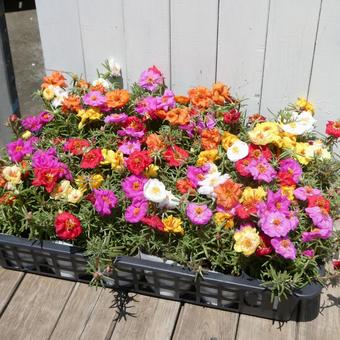 Colorful summer flower Matsubabotan, JPG
