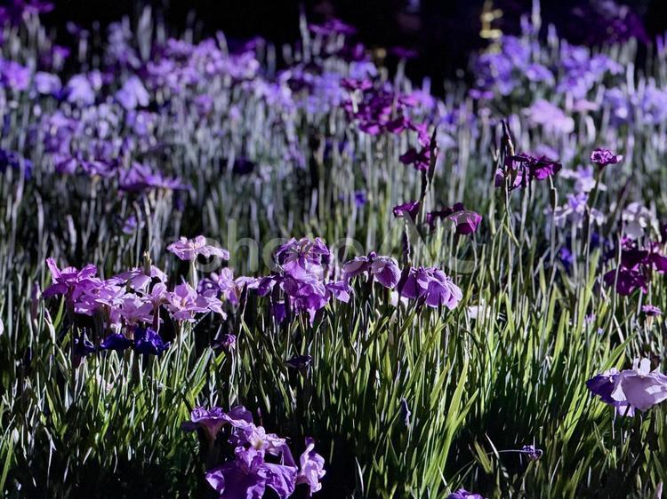 夜の堀切菖蒲園　ライトアップされる花菖蒲 堀切菖蒲園,5月,菖蒲の写真素材