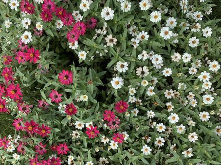 ジニア 花 ジニア 花 ジニア,花,ガーデニングの写真素材