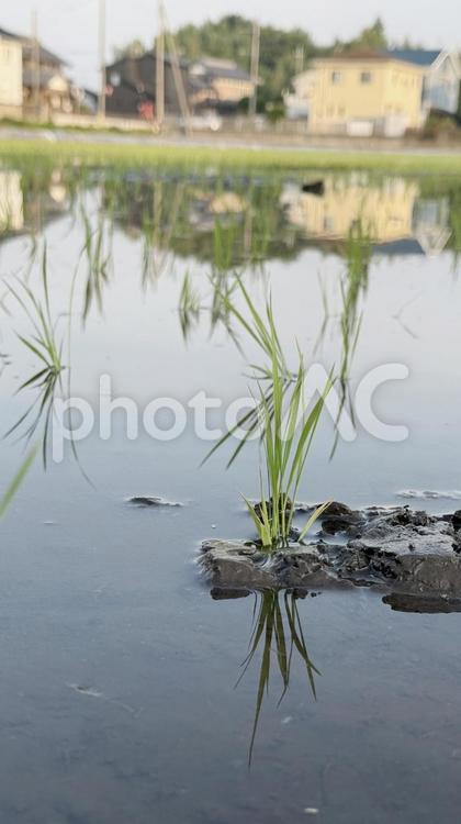 田植えが終わった水田の苗 田植え,足跡,米不足の写真素材