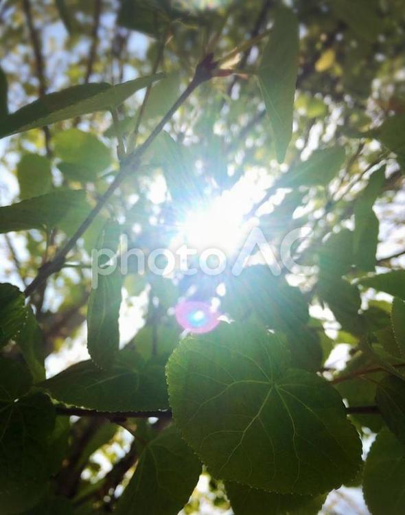 木漏れ日 木漏れ日,こもれび,緑の写真素材