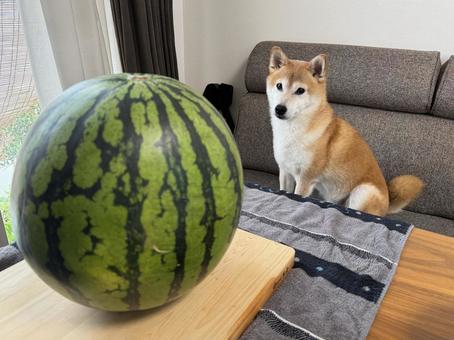 スイカを見つめる柴犬 スイカを見つめる柴犬 柴犬,しばいぬ,しばの写真素材