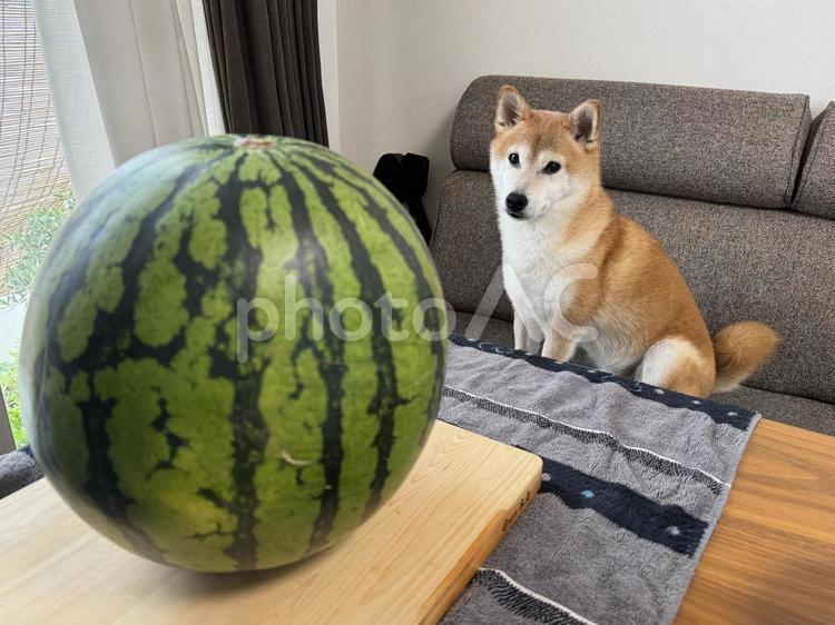 スイカを見つめる柴犬 柴犬,しばいぬ,しばの写真素材