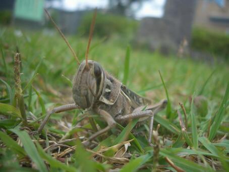 草原とバッタ 昆虫,バッタ,草の写真素材