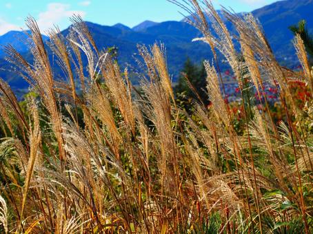 ススキ（塩田平東山） ススキ,紅葉,秋の写真素材