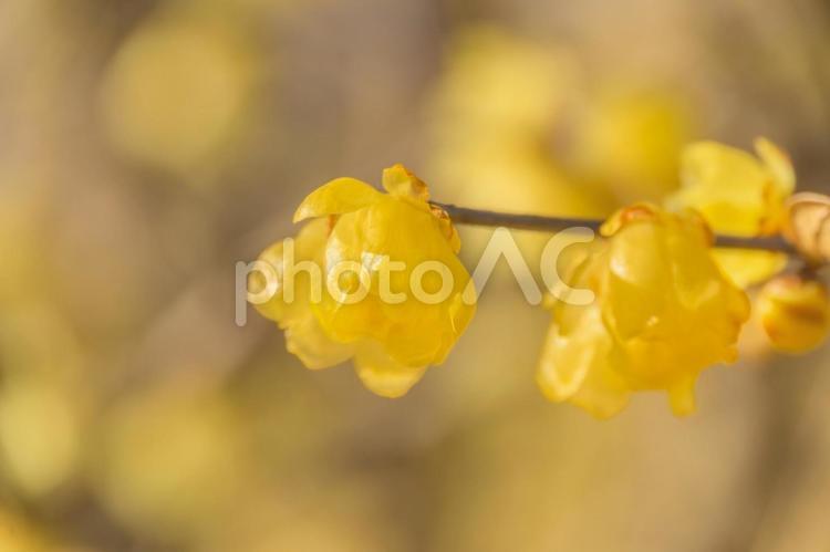 花の丘公苑の梅林（蝋梅） うめ,ロウバイ,黄色の写真素材