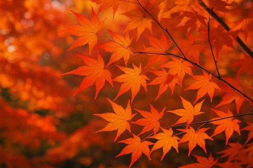 鮮やかな紅葉のクローズアップ 鮮やかな紅葉のクローズアップの写真