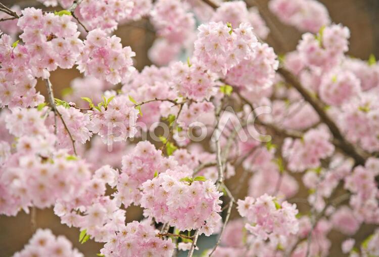 大阪の桜03／大阪城付近 お花見,つぼみ,ソメイヨシノの写真素材
