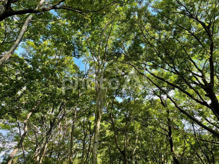 緑の森林 森林,樹木,緑の写真素材