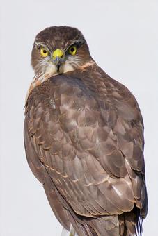 鋭い眼光で睨むツミの幼鳥 ツミ,雀鷹,幼鳥の写真素材