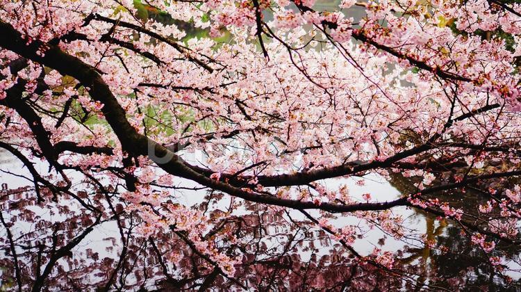 池に映る満開の桜 桜,空,春の写真素材