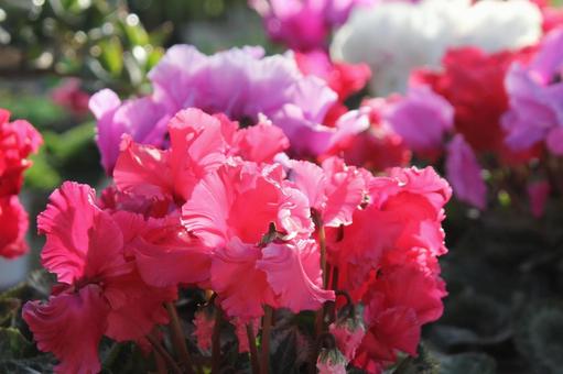 Photo, cyclamen, flower, (a flower) to turn its petals backward, 