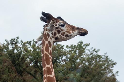 キリンの横顔 キリンの横顔 キリン,多摩動物園,動物園の写真素材