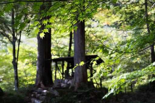 初夏のグリーンが美しい山道の写真