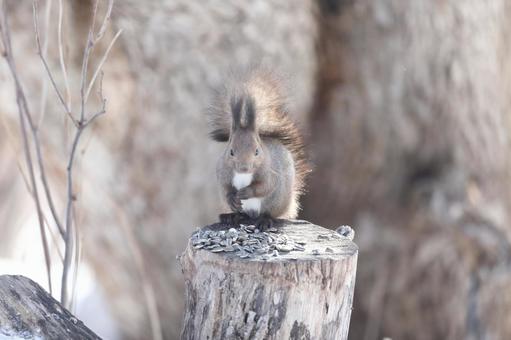 エゾリスの写真