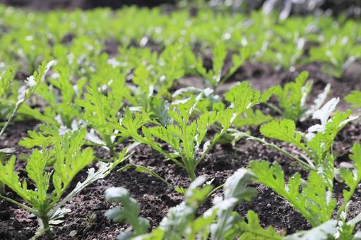 春菊の苗 春菊の苗 春菊,シュンギク,苗の写真素材