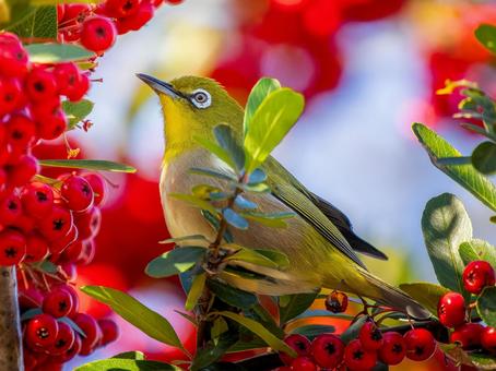 ピラカンサとメジロ ピラカンサとメジロの写真