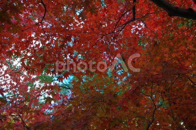 紅葉 紅葉,もみじ,かえでの写真素材