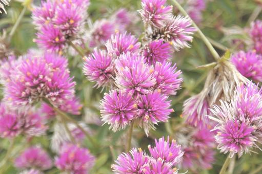 千日紅③の写真