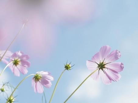 コスモスの裏側 コスモス,秋桜,ピンクの写真素材