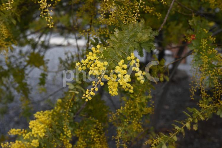 高崎市少林山達摩寺で撮ったミモザの花 風景,背景,晴天の写真素材