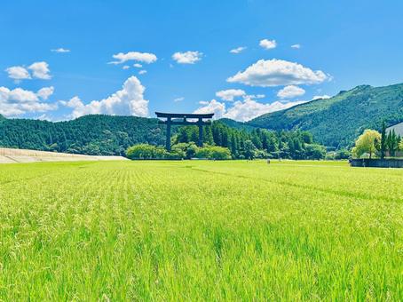 稲穂と鳥居 田んぼ,稲穂,夏の写真素材