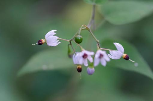 ヒヨドリジョウゴ ヒヨドリジョウゴ ヒヨドリジョウゴ,鵯上戸,ナス科の写真素材