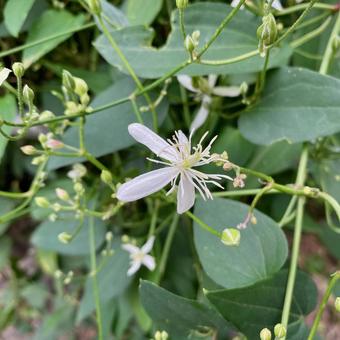仙人草 仙人草,白,花の写真素材