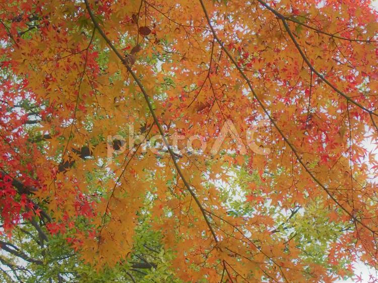 雨の日の紅葉のイメージ 紅葉,もみじ,イロハモミジの写真素材
