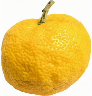 ヘタ付きのゆず果実　切り抜き 柚子,psd,切り抜きの写真素材