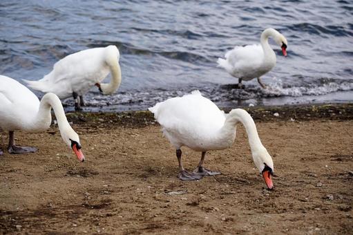 湖畔に集まる白鳥たち 湖畔に集まる白鳥たちの写真