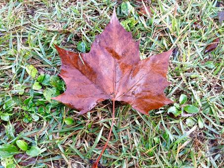 落ち葉 落ち葉,枯れ葉,紅葉の写真素材