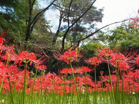 Photo, cluster amaryllis, higambana, flower, 