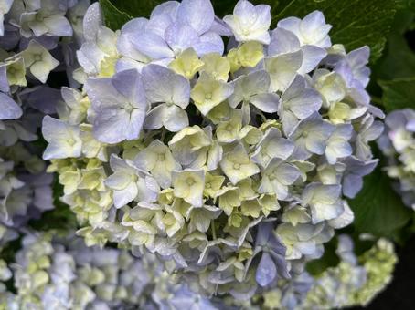 紫陽花薄い紫 紫陽花薄い紫の写真