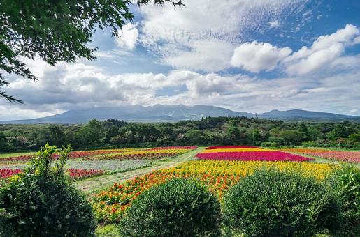 栃木県那須町 那須フラワーワールド 栃木県那須町 那須フラワーワールド 栃木県,那須町,那須高原の写真素材