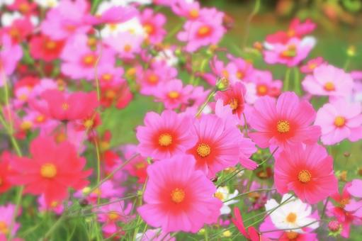 群生する鮮やかな色とりどりのコスモスの花 群生する鮮やかな色とりどりのコスモスの花の写真