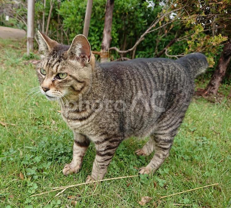 トラねこ 猫,動物,可愛いの写真素材