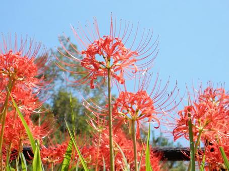 【彼岸花の写真】彼岸花が咲く風景 【彼岸花の写真】彼岸花が咲く風景の写真