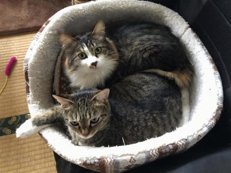 仲良し猫 仲良し猫の写真