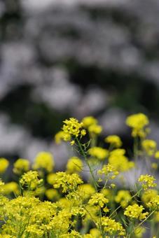 菜の花 菜の花の写真